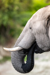 African elephant drinking from CHobe River in Chobe National Park, Botswana