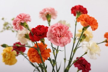 Obraz premium Colorful carnation flowers in bloom
