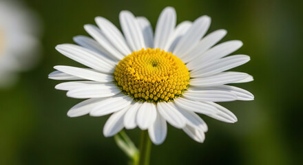 White Daisy Flower in Close-Up with Yellow Center