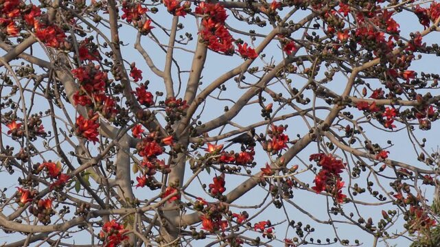 Red silk cotton tree flowers in bloom with birds perched on branches