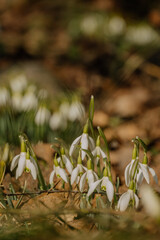 Kwitnące przebiśniegi © rozentuzjazmowany