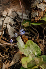 Rośliny budzące się do życia po zimie © rozentuzjazmowany