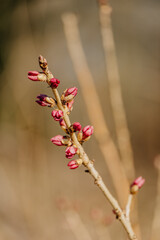 Rośliny budzące się do życia po zimie © rozentuzjazmowany