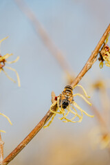 Rośliny budzące się do życia po zimie © rozentuzjazmowany