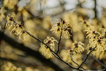 Rośliny budzące się do życia po zimie © rozentuzjazmowany