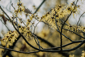 Rośliny budzące się do życia po zimie © rozentuzjazmowany