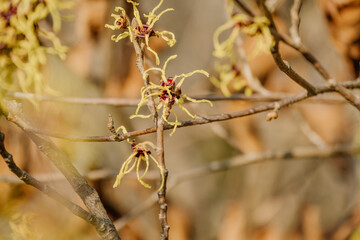 Rośliny budzące się do życia po zimie © rozentuzjazmowany