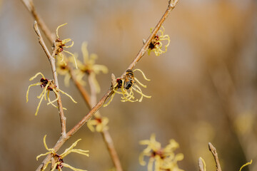 Rośliny budzące się do życia po zimie © rozentuzjazmowany