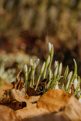 Kwitnące przebiśniegi © rozentuzjazmowany