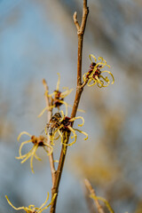 Rośliny budzące się do życia po zimie © rozentuzjazmowany