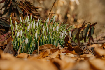 Kwitnące przebiśniegi © rozentuzjazmowany