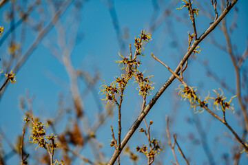 Rośliny budzące się do życia po zimie © rozentuzjazmowany