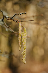 Rośliny budzące się do życia po zimie © rozentuzjazmowany