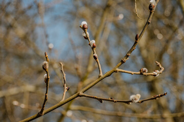 Rośliny budzące się do życia po zimie © rozentuzjazmowany