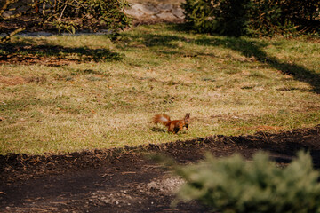 Rośliny budzące się do życia po zimie © rozentuzjazmowany