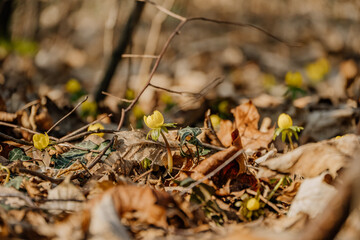 Rośliny budzące się do życia po zimie © rozentuzjazmowany