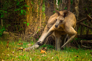 Obraz premium kangaroo in the wild