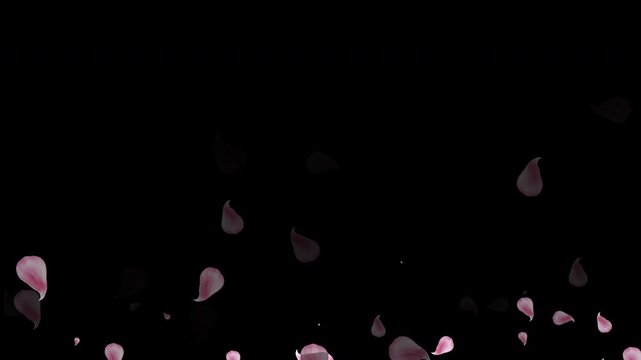Soft sakura petals rain animation on dark background, seamless loop overlay, recolorable design.
