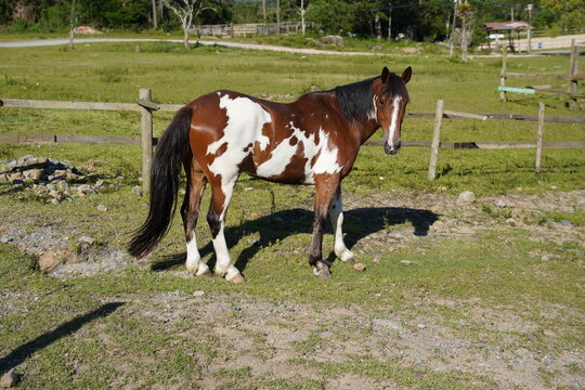 Cavalo no Pasto Verde Paisagem Animais