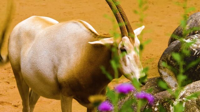 Close up of an oryx antelope standing beside a rock and chewing on a sunny summer day.