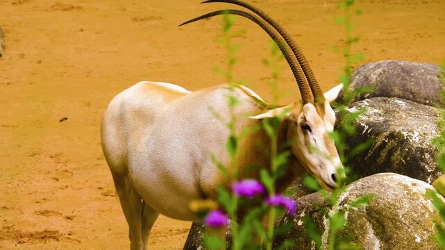 Close up of an oryx antelope standing beside a rock and chewing on a sunny summer day.