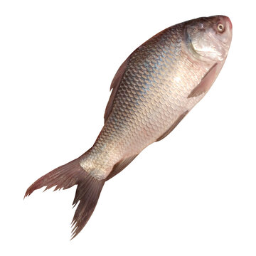 Catla Fish Stock Photo