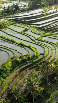 Morning sunlight reflecting on flooded Jatiluwih Rice Terraces, a UNESCO World Heritage Site in Bali, Indonesia, creating a beautiful and serene landscape with palm trees and traditional houses