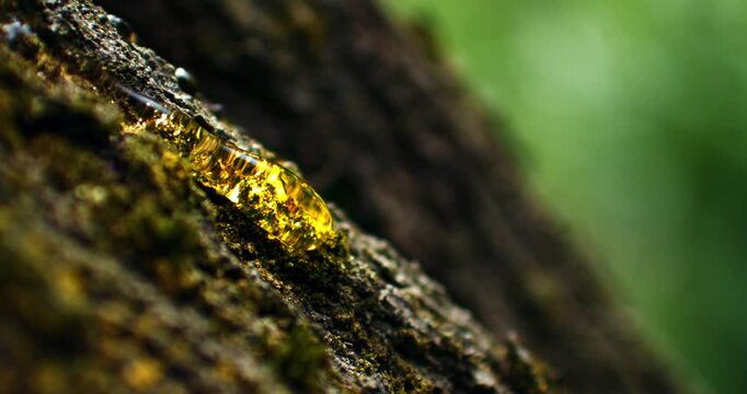 Slow Motion of Golden Resin Flowing From Tree Bark Macro Close Up. Concept of Natural Tree Sap.
