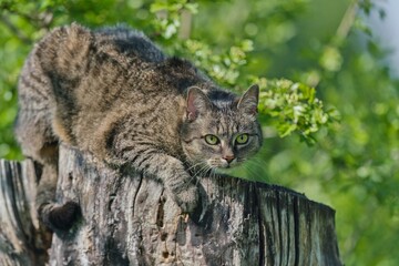 A beautiful tabby cat lurks on a tree stump. Portrait of a beautiful tabby cat.  Felis silvestris catus.  © Monikasurzin
