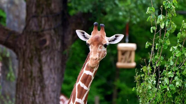 Giraffe, Giraffa camelopardalis is an African even-toed ungulate mammal, the tallest living terrestrial animal and the largest ruminant.