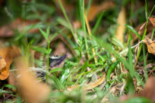 Lowland streaked tenrec