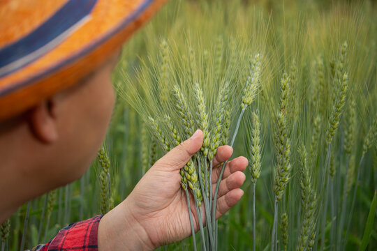 Close up of a young Asian male farmer touching and checking green wheat ears in a field, smart farming and organic agriculture concept
