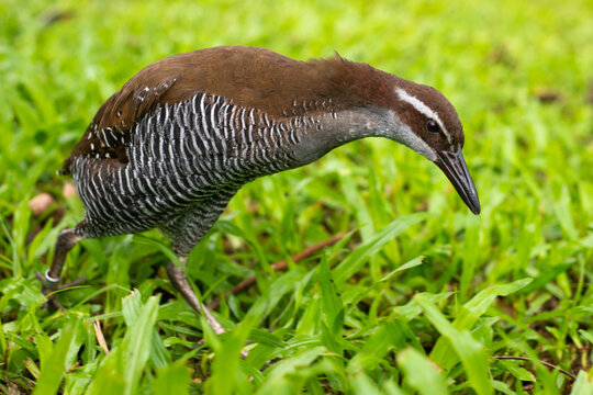 Guam rail