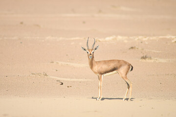 Arabian sand gazelle © tomjunek.com