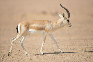 Arabian sand gazelle © tomjunek.com