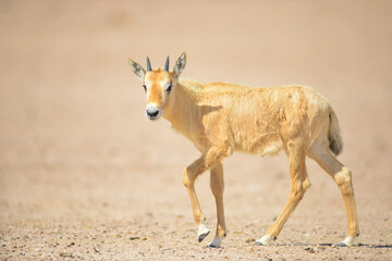 Arabian oryx © tomjunek.com