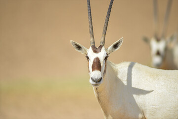 Arabian oryx © tomjunek.com