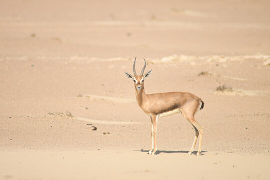 "Sand Gazelle" Images – Browse 745 Stock Photos, Vectors, and Video ...