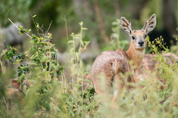 Sharpe's grysbok © tomjunek.com