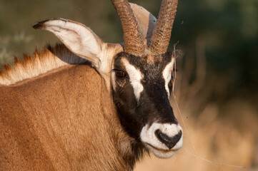 roan antelope © tomjunek.com