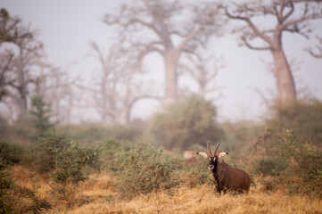 roan antelope © tomjunek.com