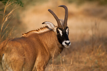 roan antelope © tomjunek.com