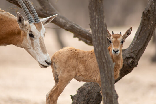 scimitar oryx