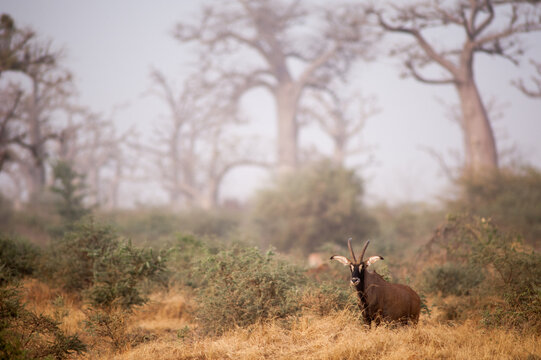 roan antelope