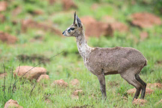 klipspringer