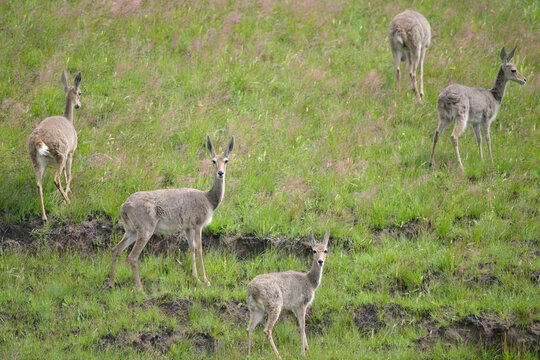 grey rhebok