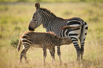 Mountain zebra © TomJunek