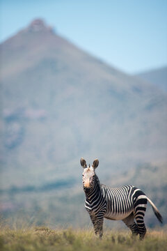 Mountain zebra