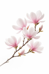 Obraz premium Pink magnolia blossoms on branch isolated on white background
