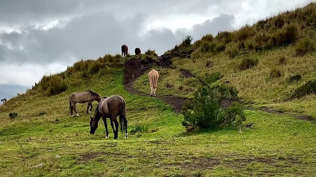Herd of Horses Grazing In Rainy Meadow (Cotopaxi National Park, Ecuador)
